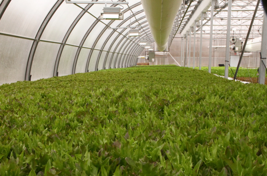 Springfield Wellspring Lettuce - aflep.org