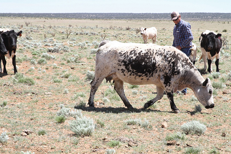 With meat plant closures and meat shortages on horizon, can cattle ranchers survive?