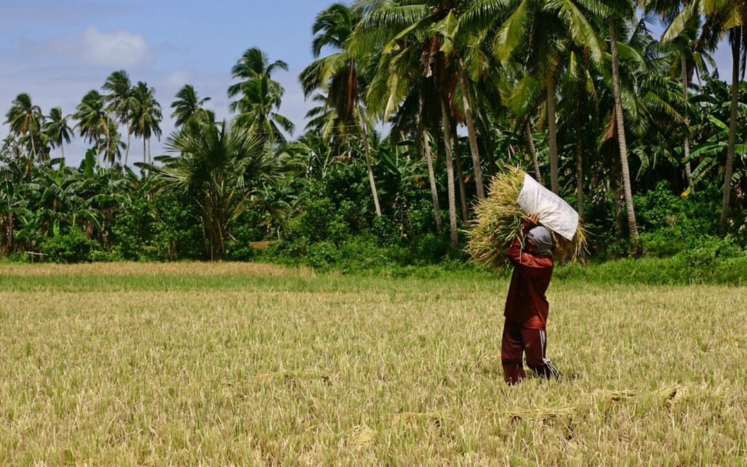 In pandemic spotlight, public banks ponder a greener role