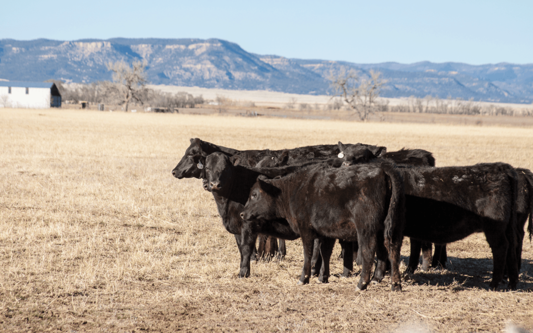 Beef up New Mexico’s food supply chain with local processing
