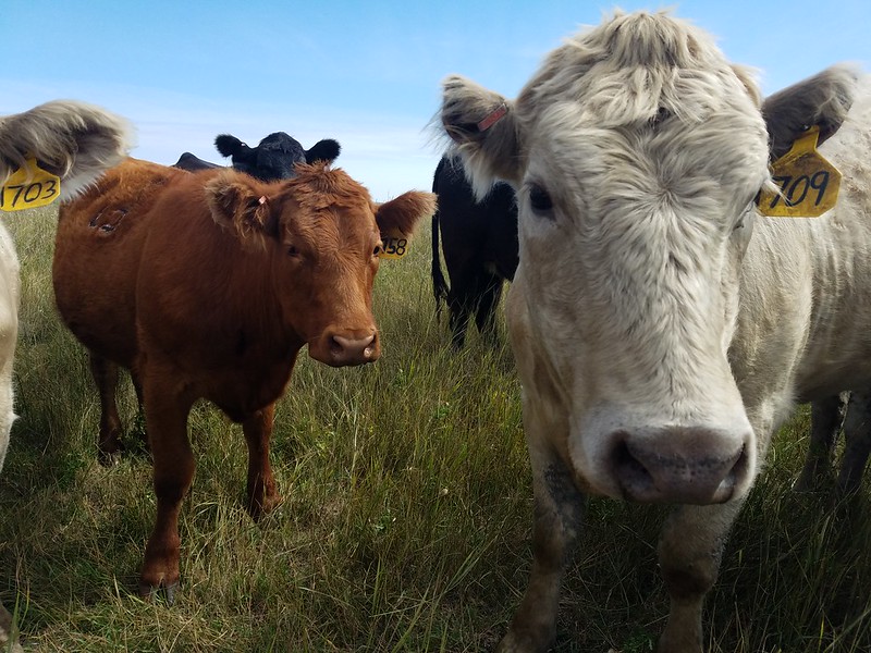 North Dakota Industrial Commission authorizes Bank of North Dakota loan programs for livestock producers